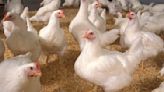 CDC Confirms Three Human Cases of H5 Bird Flu Among Colorado Poultry Workers