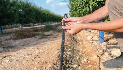 El sistema de riego a goteo del Serpis reduce un 37% el agua consumida