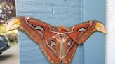 ‘World’s largest moth’ found hanging out on a garage in Washington, photos show