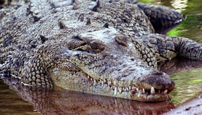 Child, 12, missing in suspected crocodile attack in Australia's Northern Territory