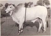 Ongole cattle