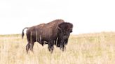 Bison gores 83-year-old Greenville woman at Yellowstone National Park, officials say