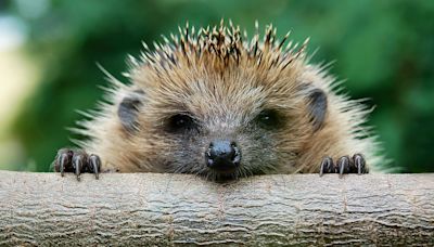 East Cambridgeshire Council asks for ideas to boost hedgehog numbers
