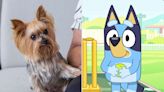 Why Dogs Love Watching “Bluey”, According to an Expert