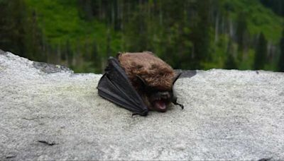 Rabid bat found in Washington