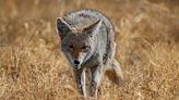 Coyote Warning Issued For Westport After Dog Attacks