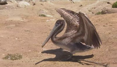 Uptick of sick and emaciated brown pelicans across Southern California