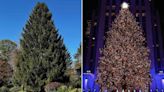 The 2023 Rockefeller Center Christmas Tree Has Been Selected — See the Photos!