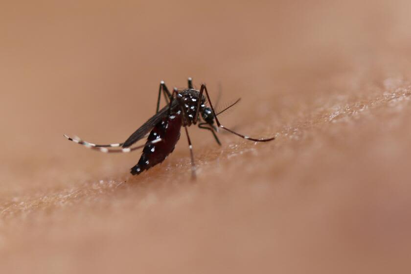 Rare local case of mosquito-borne dengue virus confirmed in Baldwin Park