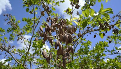 Could This Ancient Tree Be a Renewable Energy Source?