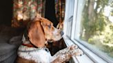 “I Remind Myself They Need A Break From Me, Too”: Dog Owners Are Sharing How They Alleviate "Dog Parent Guilt" We...