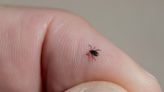 Can You Get Rid of Ticks Over the Winter?