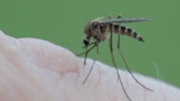 Efforts to reduce West Nile threats underway in Schuylkill County