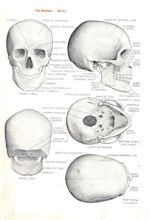 Foundation Figure: Day 16, Skull