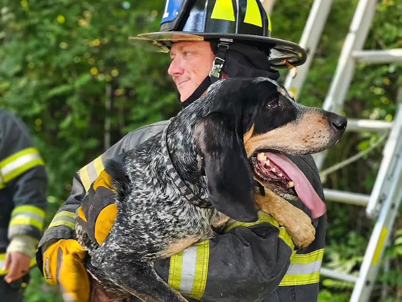 Down, boy: Firefighters rescue cat-chasing dog from tree