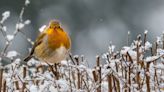 Make your garden a safe haven for robins this winter with these expert tips