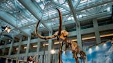 ...Celebration of Sotheby’s Maison Opening Sotheby’s and LANDMARK Unveil the Largest Woolly Mammoth Public Showcase in Hong Kong - Media...