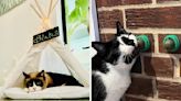 If Your Cat Is The Center Of Your Universe, These 30 Pet Products Will Earn You Infinite Cuddles