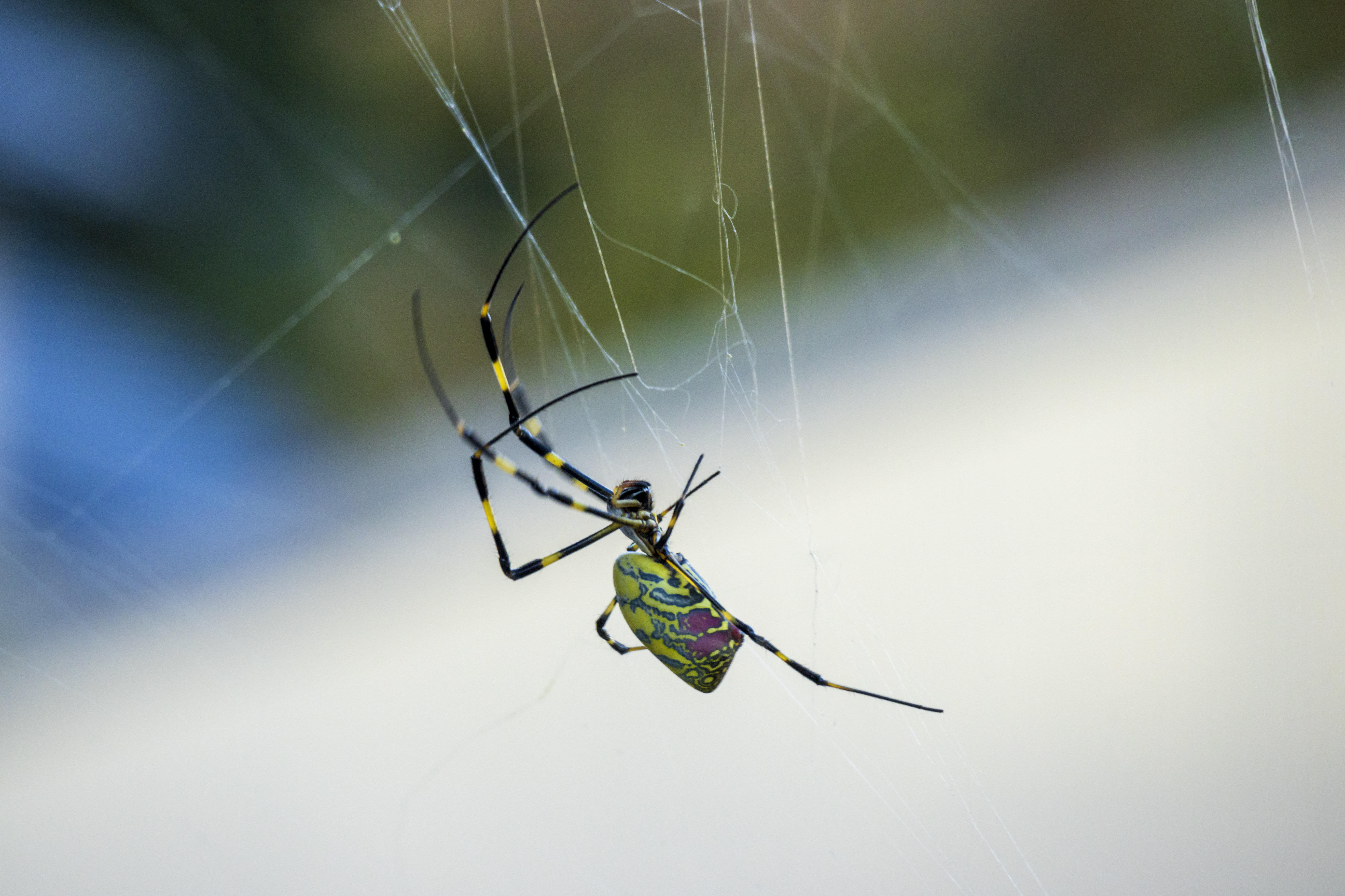 Giant "flying" Joro spider sighting confirmed in Pennsylvania