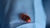 South Korea ramps up pest control after reports of bedbugs