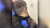 Bear cub filmed in viral video doing well at NC refuge