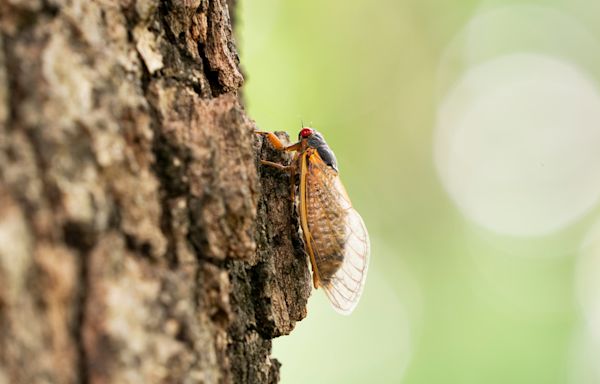 How long will cicadas be around this year? Here's when to expect Brood XIX, XIII to die off