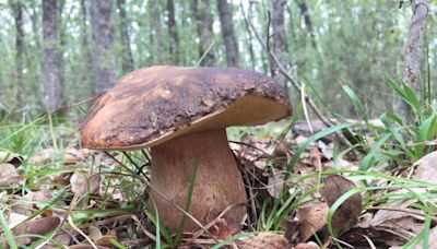 Comienza la expedición de permisos micológicos para Gredos