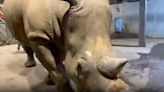 Near threatened baby white rhino runs around zoo enclosure at 10 days old