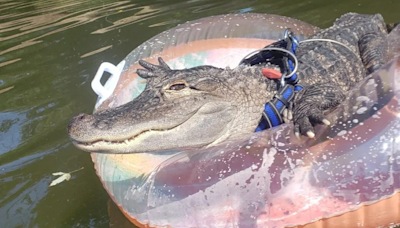 Wallygator Is Still Missing And Owner Joie Henney Needs The Public's Help!