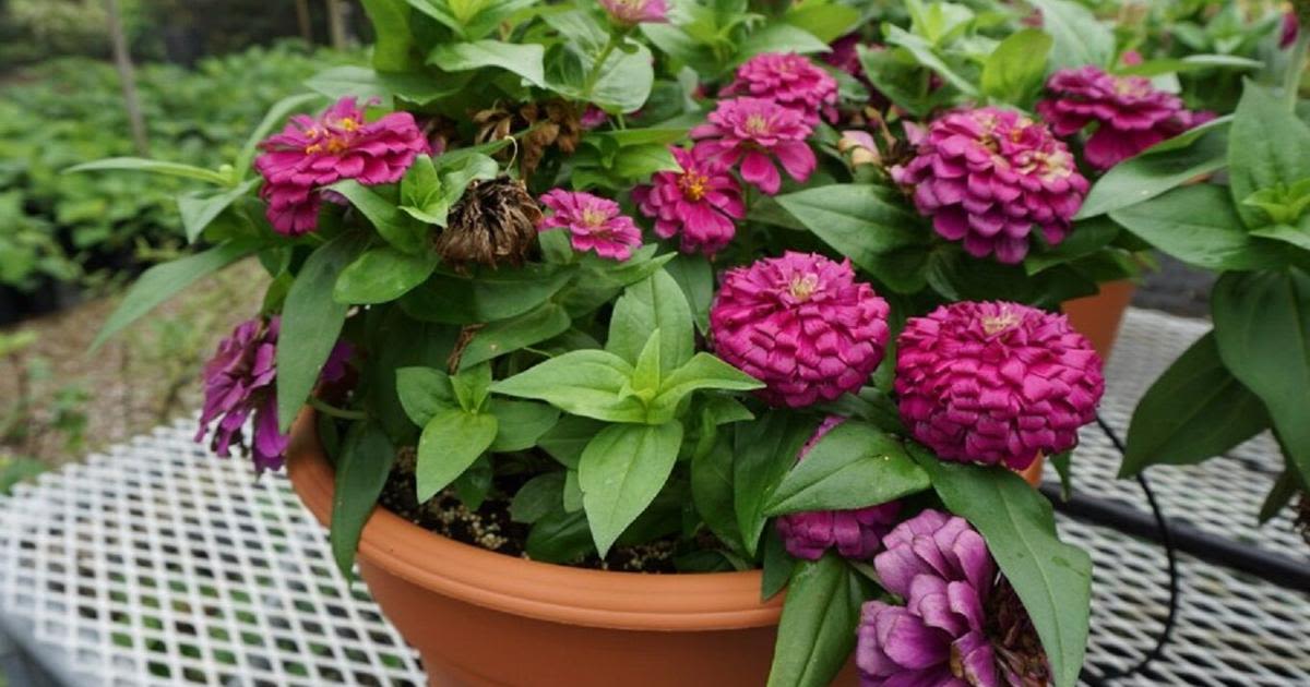 Zesty, vividly-colored zinnias are the foolproof flower in and out of the garden