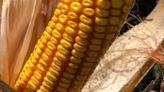 ¿Cómo determinar si la dosis de nitrógeno aplicada en maíz fue subóptima y limitó el rendimiento?
