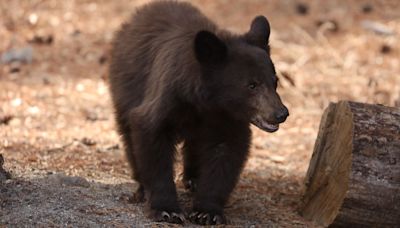 Bear Spotted Inside School, Sniffing Around Classroom Of Teacher Named Salmon