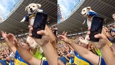 Las imágenes del “perro xeneize” que se volvió viral por alentar a Boca en la cancha