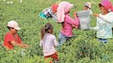 Primera vez, 21 contratos colectivos incluyen “Cláusula Tipo” contra el trabajo infantil: Sol Merino