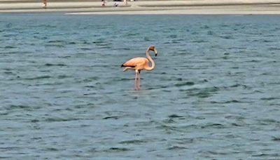 Was that a flamingo on Cape Cod? Yes, bird watchers say.