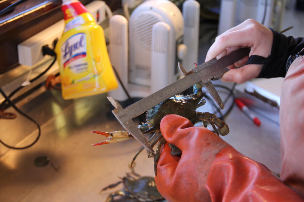 Virginia votes to reopen winter crab dredge season