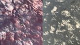 El fenómeno en el suelo que causó tanta fascinación como el eclipse solar gracias a la sombra de los árboles