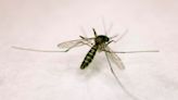 Denton County schedules mosquito fogging after two positive West Nile virus tests in the area