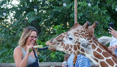 Cheyenne Mountain Zoo summer event series starts Thursday