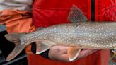 Smith: Wisconsin DNR convenes group to study whether lake trout should be commercially netted on Lake Michigan