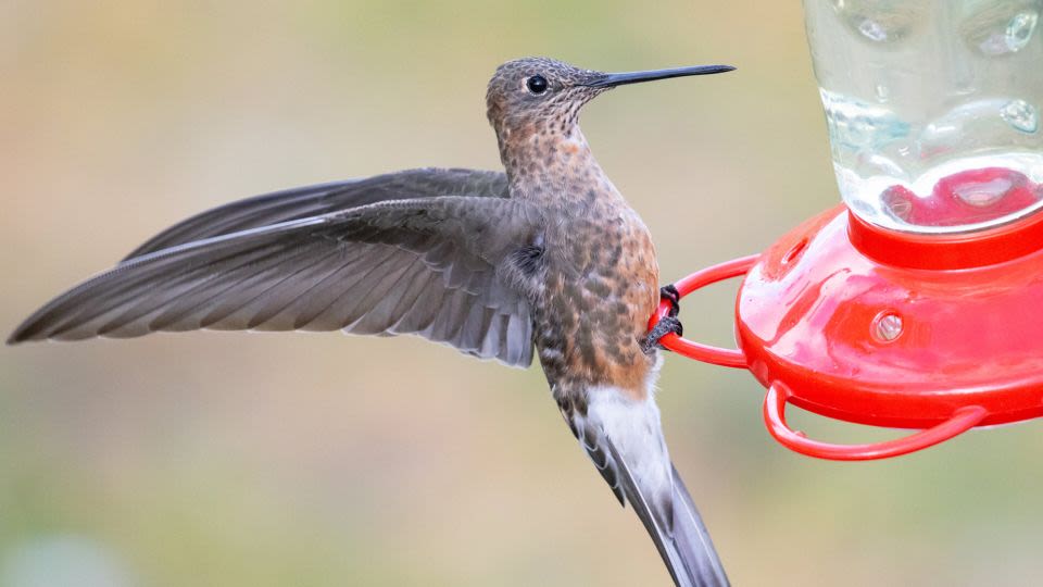 Scientists solve giant hummingbird mystery — with the help of tiny backpacks