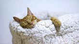 Cómo enseñarle a tu gato a dormir en su cama, según un experto