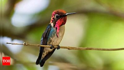 In Cuba, a haven for the world's tiniest bird - Times of India
