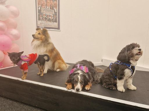 Dog auditions take place for Legally Blonde show at Dartford theatre