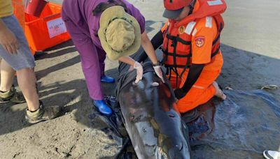 蘇澳無尾港海灘285公分小抹香鯨擱淺 健康不佳安樂死