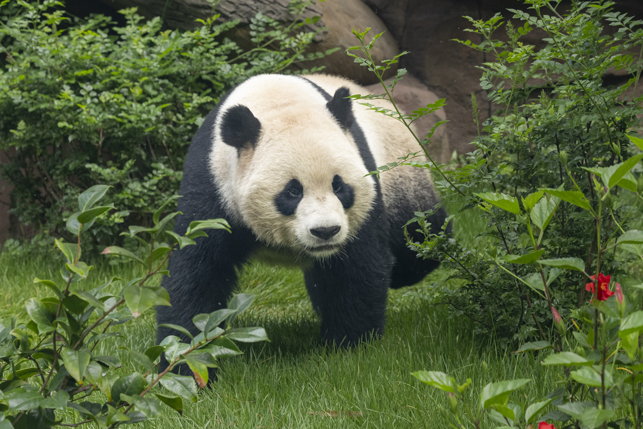 Giant pandas make "historic" US debut at San Diego zoo