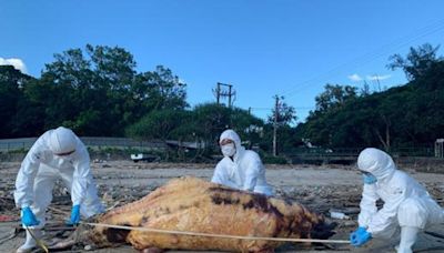 中華白海豚死亡｜貝澳天后廟附近沙灘發現兩豚屍