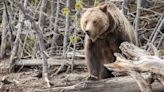 Bursting can of bear spray drove away grizzly in Teton attack; bear won't be killed: Reports
