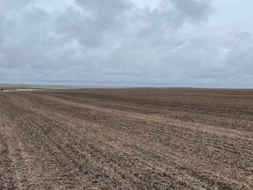 'Multi-million dollar rain' revives soil in southern Saskatchewan ahead of farm season