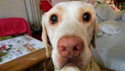 El perro que fue rescatado de las calles por un veterinario y se convirtió en “enfermero” de otro animales